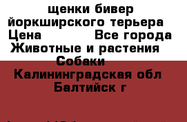 щенки бивер йоркширского терьера › Цена ­ 8 000 - Все города Животные и растения » Собаки   . Калининградская обл.,Балтийск г.